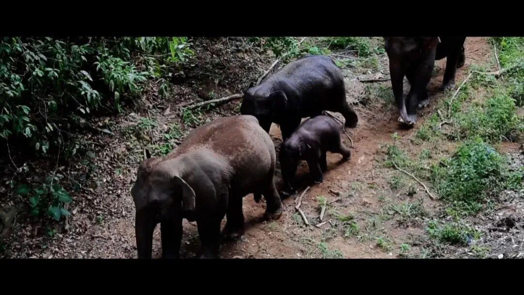 把通勤变科考：一群比亚迪车主的“不正经”环保实录
