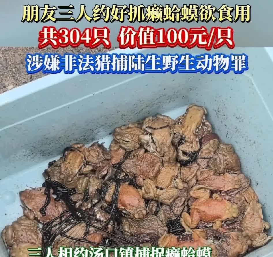 三位好友抓癞蛤蟆欲食用，结果被抓！
经查一共304只，100元/只。
因非法