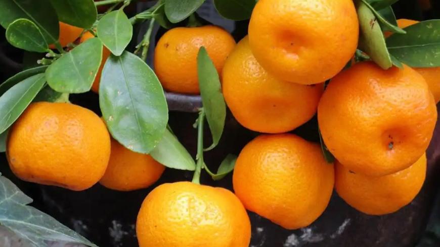 柑橘真能护血管？带你了解它与血栓的关系