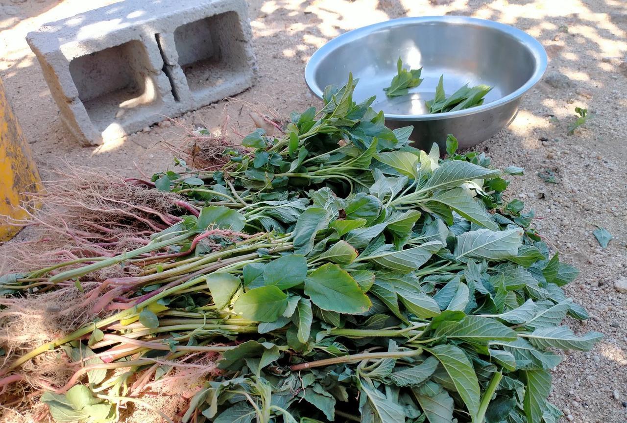 山东人，尤其爱吃野菜大包子。
春天的荠菜包子，麦蒿包子，槐花包子，夏天到了，火遍