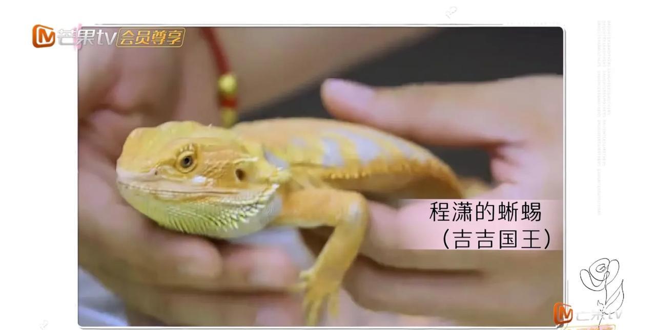 程潇，超爱养动物
程潇说:“我养了三只猫一只狗，之前还养了四只蜥蜴。”
程潇非常
