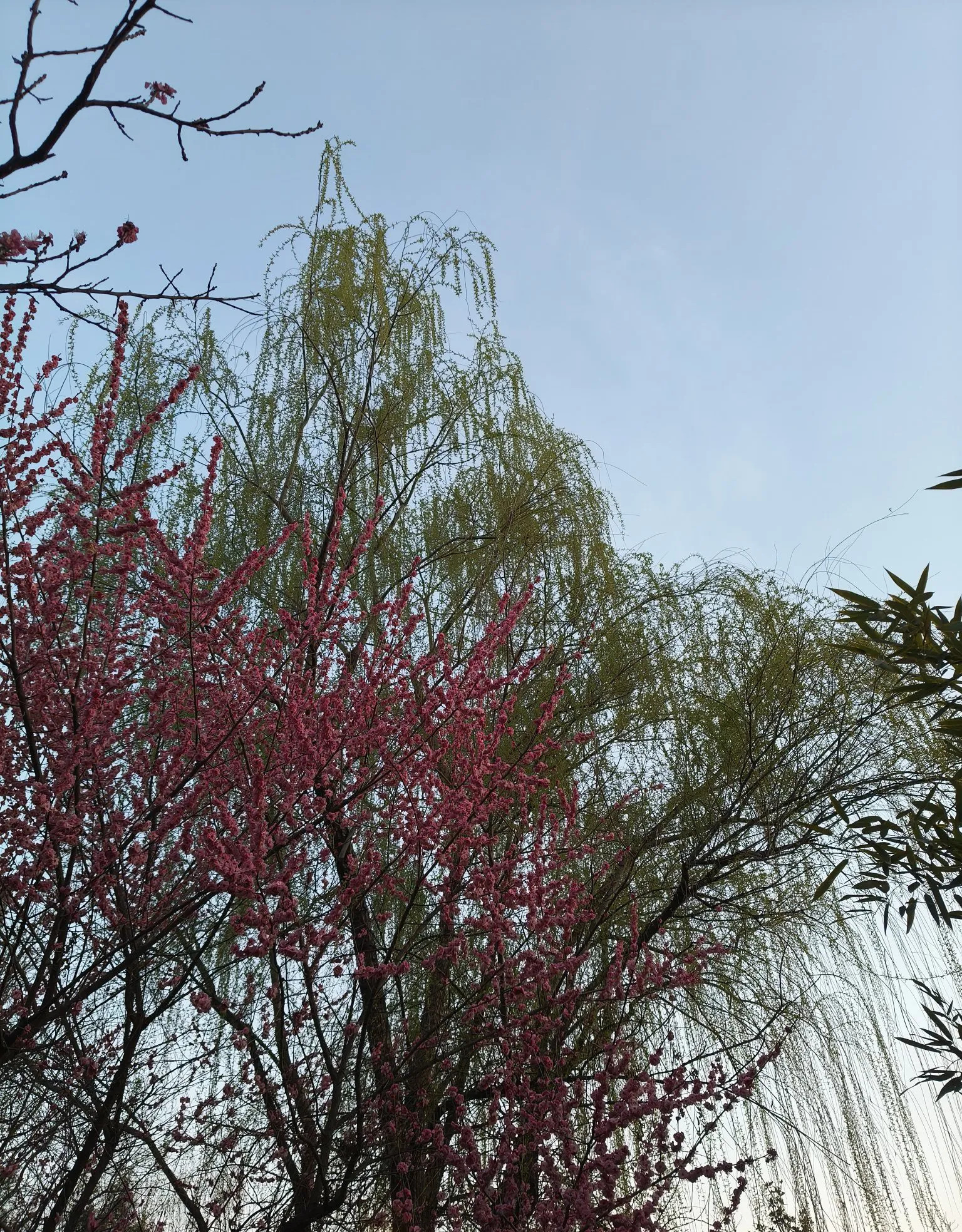 琼瑶的爱情选择与反思











惊天大瓜！琼瑶阿姨竟然和有妇之夫在一
