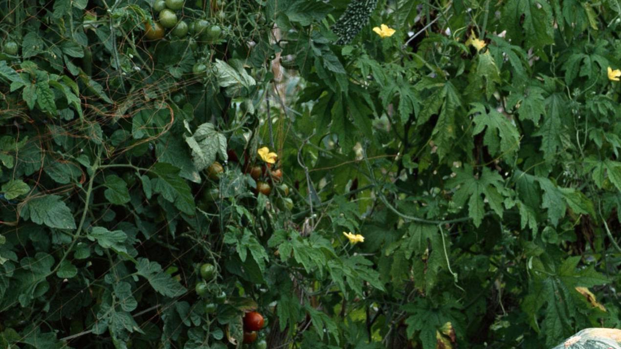 三月甘蔗绿如带，暗藏绝技，甘蔗病虫害防治，预防为主