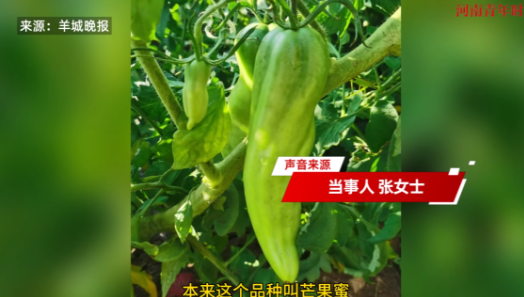 活久见！”近日，黑龙江，一女子买来了一些番茄种子后，将它们种在家里，可谁知长出来