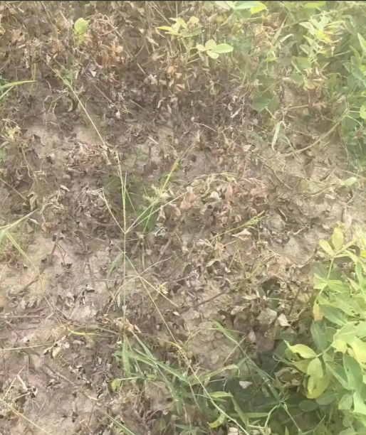 严查到底！”湖南衡阳，一女子去自家菜地摘菜时，发现一片区域内的作物叶子全部枯黄，
