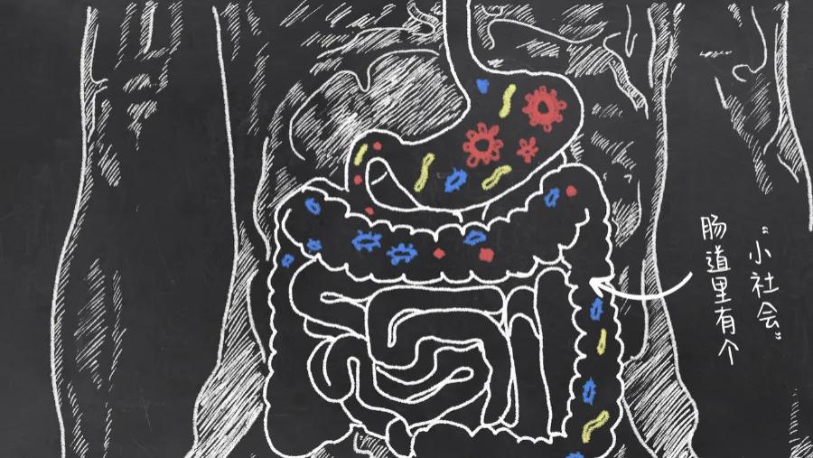 1000多人实证有效的5条“养肠饮食指南”｜美国肠道专家亲测