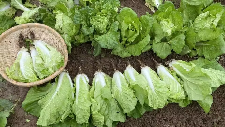 10月份种什么菜？这些蔬菜正是种植好时候，别错过