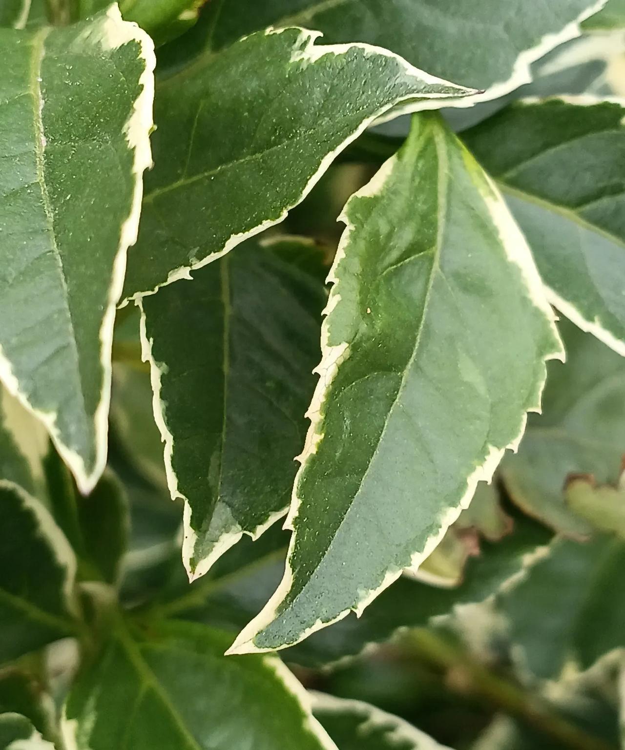 断更后感觉好像轻松舒服了，
如释重负一样，
不要去想怎么写，
写什么东西。
已经