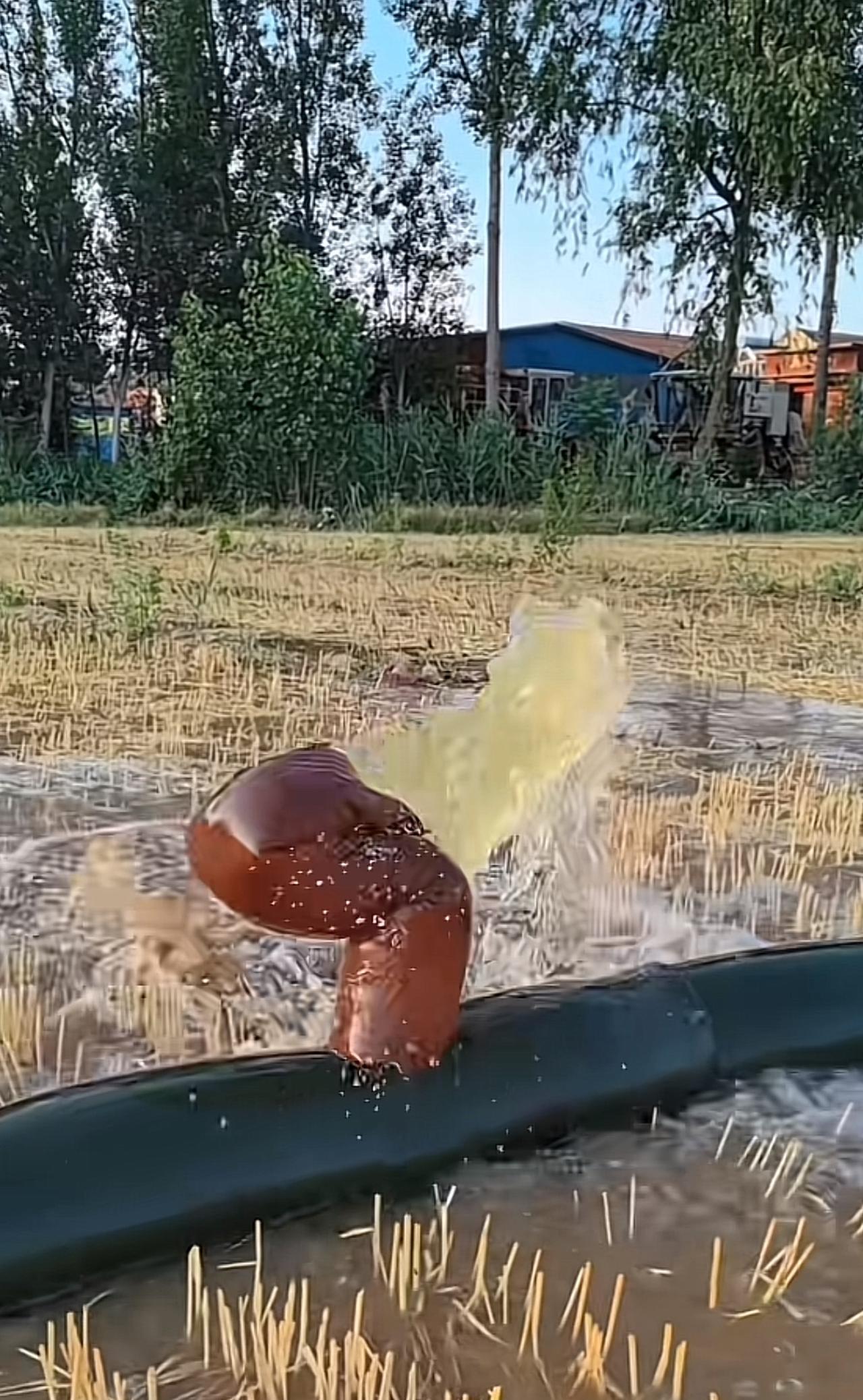 浇个地都把水管高兴的头动尾巴摇[呲牙][呲牙]