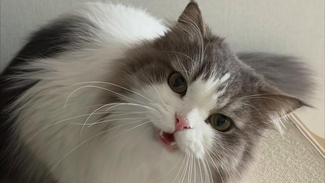季节一换，猫就“变脸”？该怎么当好猫咪的“季节管理员”