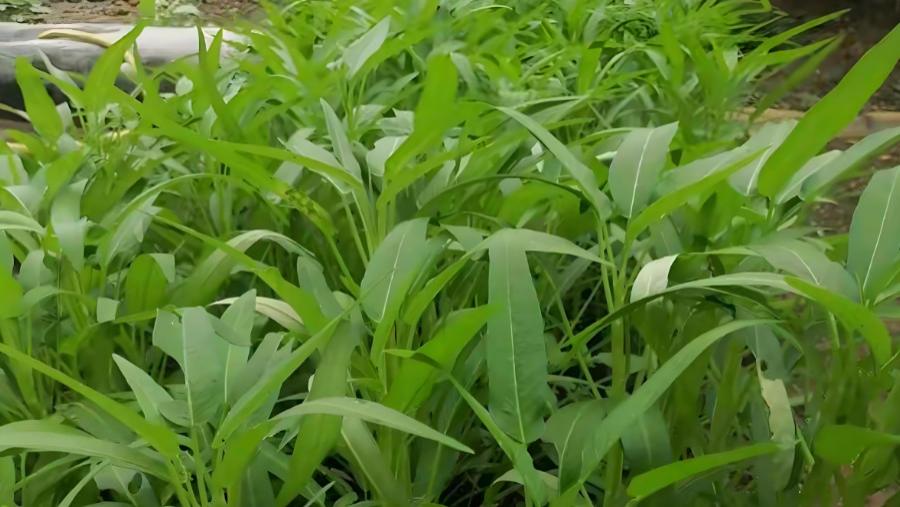 浙江一楼出现空心菜“瀑布”，从5楼挂到1楼，空心菜咋长成这样？