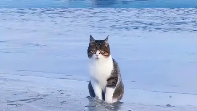 上海一蓝猫四肢被砍，肚里还有小猫，抢救无效去世，警方介入调查