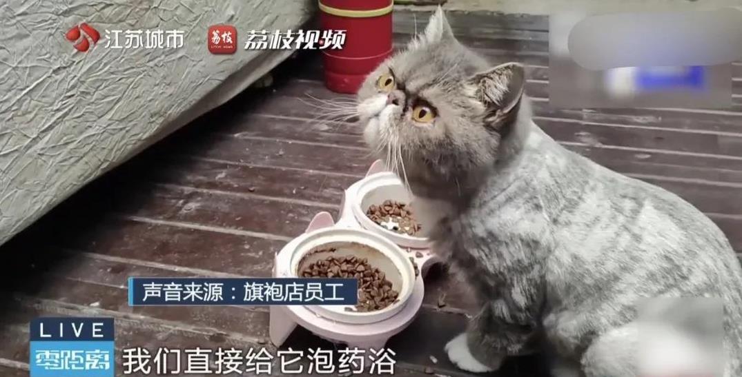 南京，女子工作忙，把2只猫送给一家旗袍店饲养，半年后，女子去看猫，发现猫被拴柱子