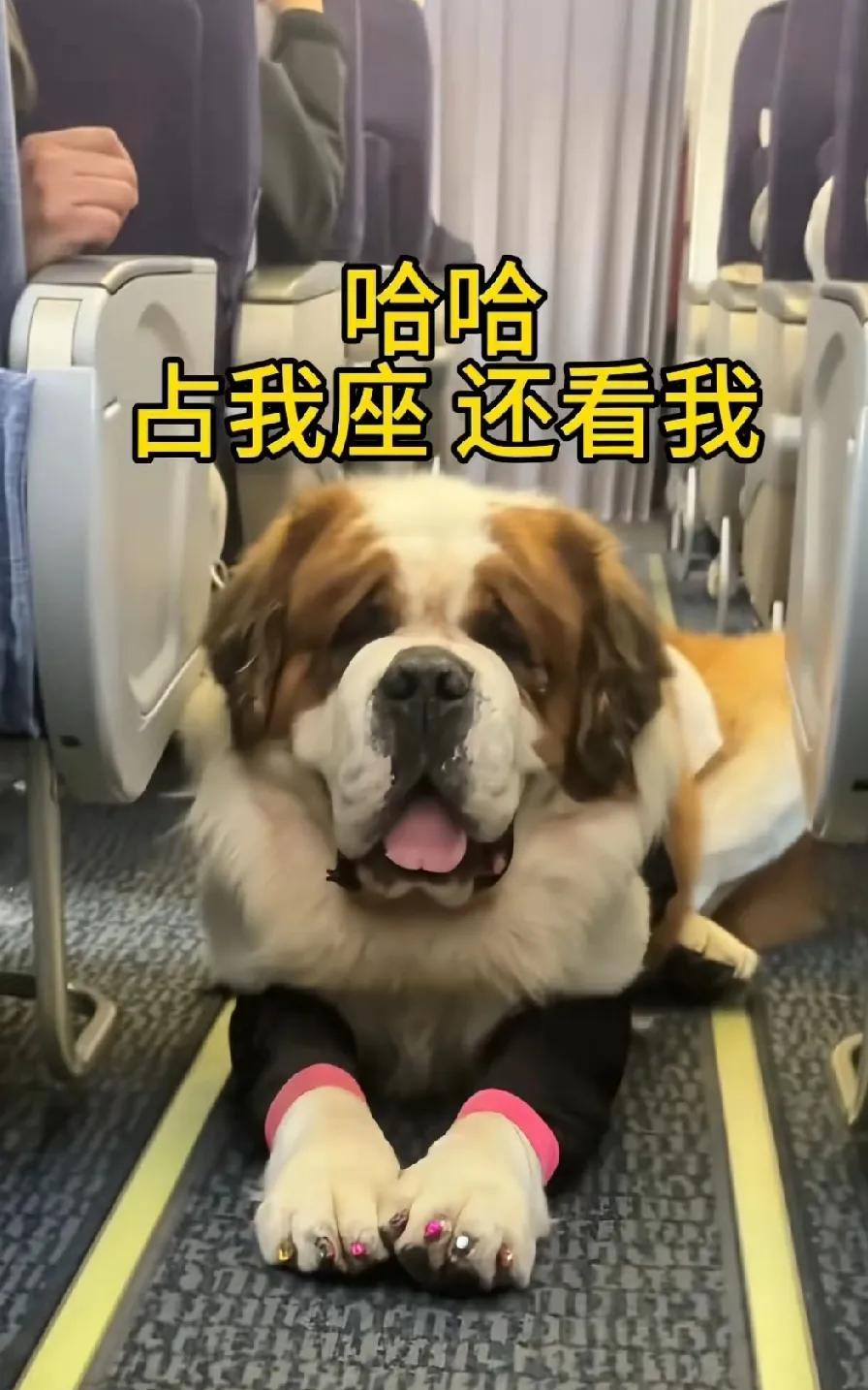 狗狗刚一上飞机，就发现自己的座位被人抢占了，于是它就赖在过道不走了。
是什么样的