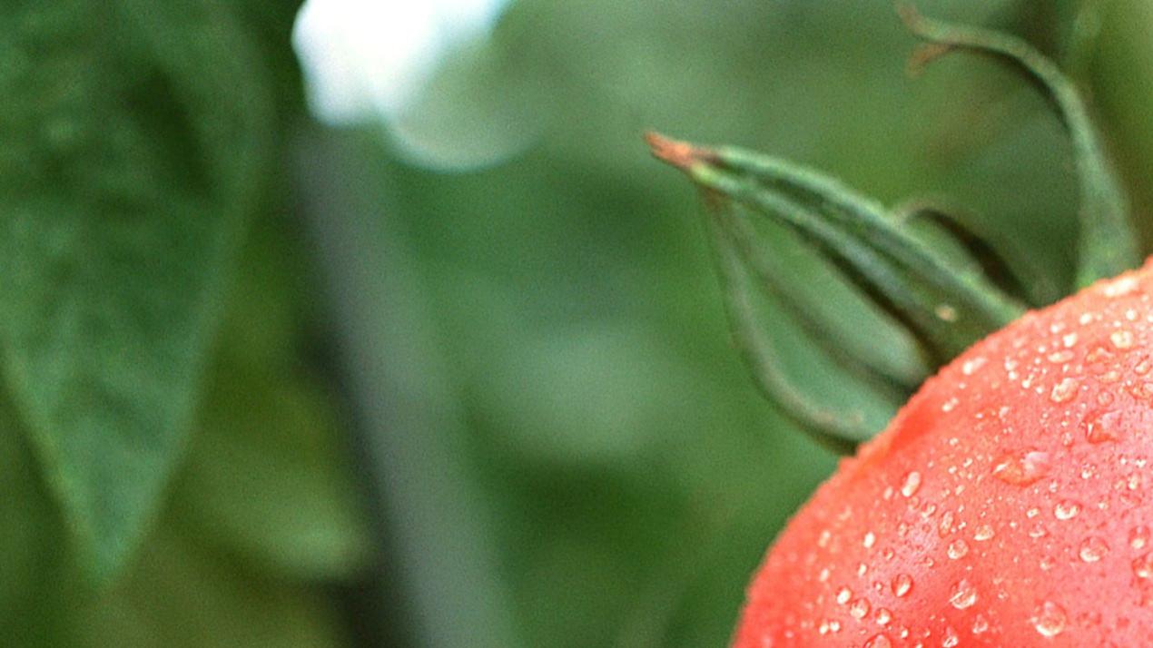 三周光照调控关键，现象级，阴坡光照不足，甘蔗增糖增产方案 (3)