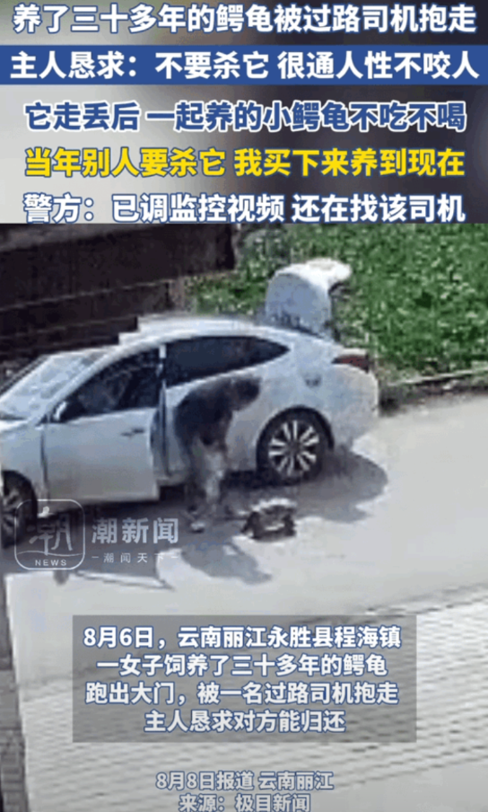 “求求你别杀它！”云南，女子养了30多年的鳄龟突然不见了，找遍了每个角落都没找到