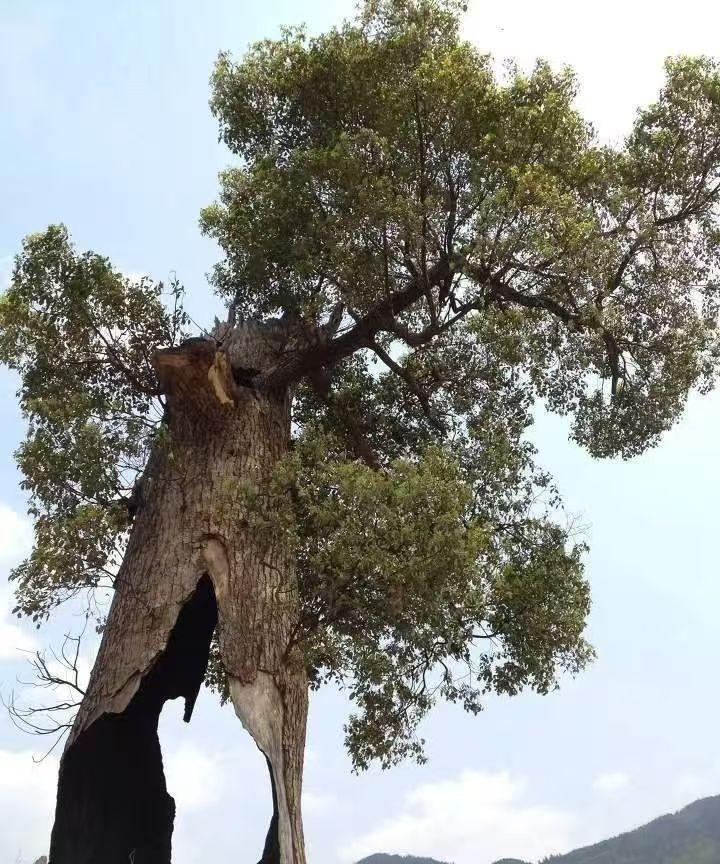 法不责众的确是基层执法的困境，一旦引起了群访，对基层执法部门真的是压力巨大。但这