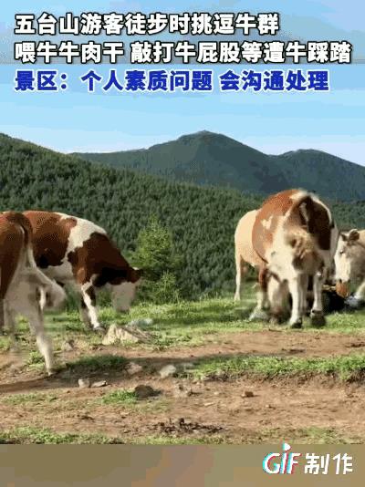 这人可能以为牛马不分家，既然拍马屁能带来好处，拍牛屁想必也可以。