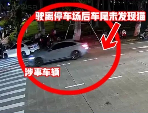 宝马车拖行猫致死？警方回应来了：属意外事件