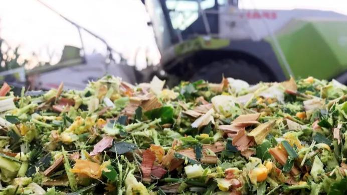 青贮防霉不踩坑！双乙酸钠加 1-3kg / 吨，乳酸菌、防霉效果两头顾