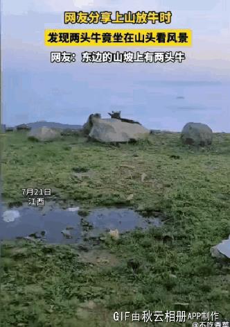 网友分享上山放牛时，发现两头牛竟坐在山头看风景