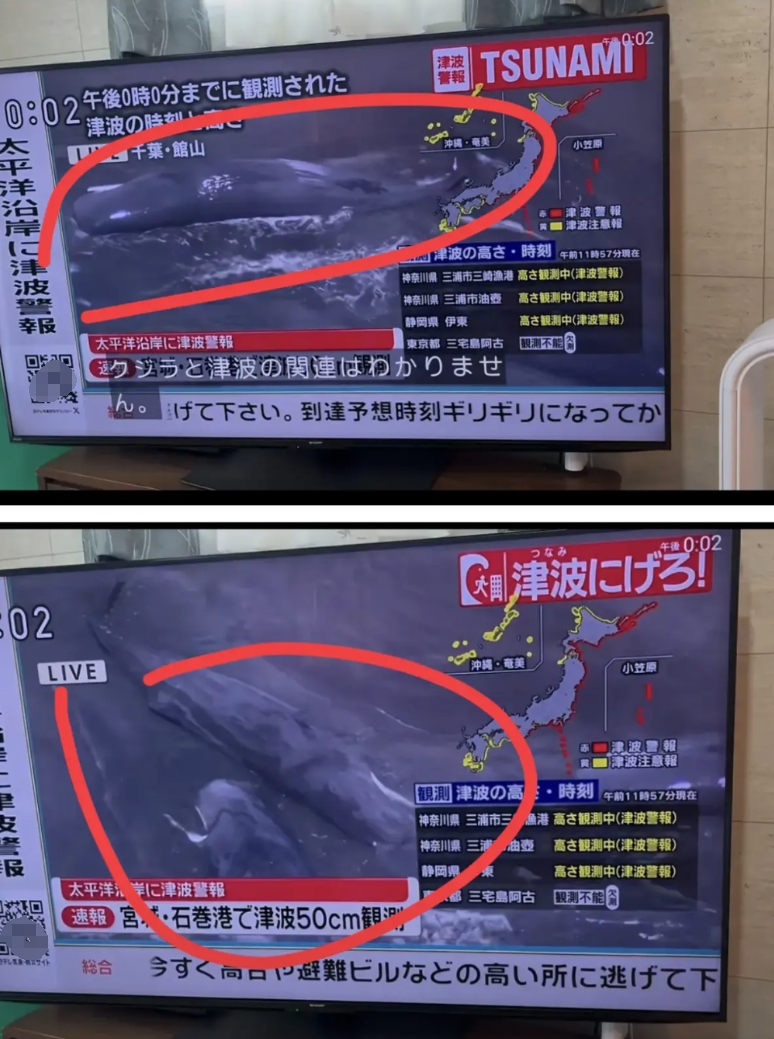 日本整个沿海都海啸预警了，鲸鱼都上岸了！都是抹香鲸，可能是一个家族的都搁浅了。抹