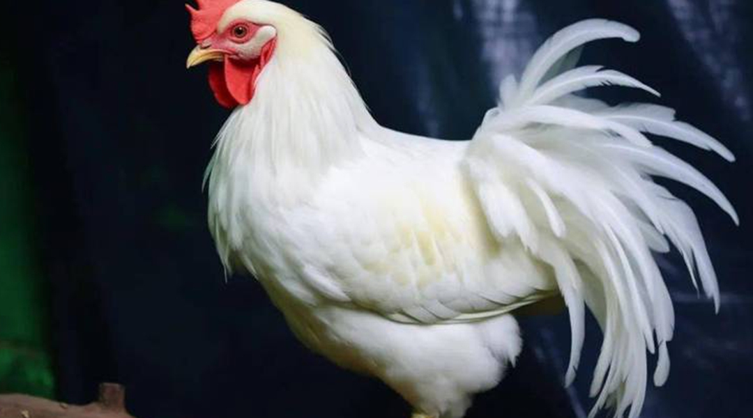 家养鸡脱毛对策, 两周羽毛再生, 后院封闭管理, 应激源排查彻底