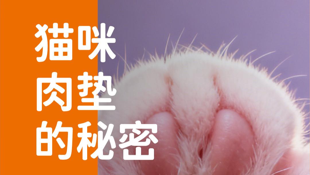 象乡宠物食品 | 猫咪肉垫的秘密