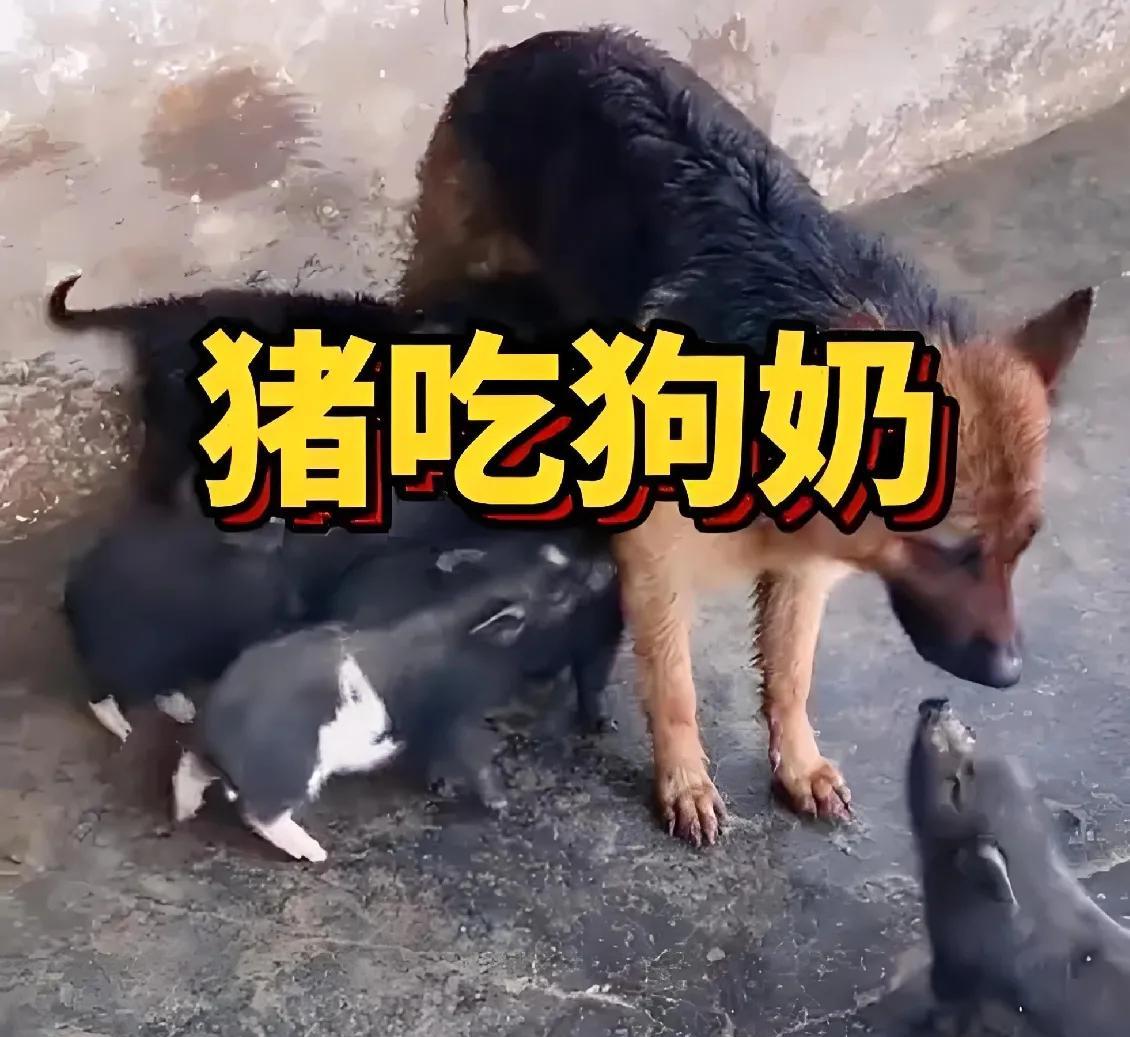 “摸着良心说实话，如果要移民，以色列和伊朗，你会选择哪个？
   这种公知话术，
