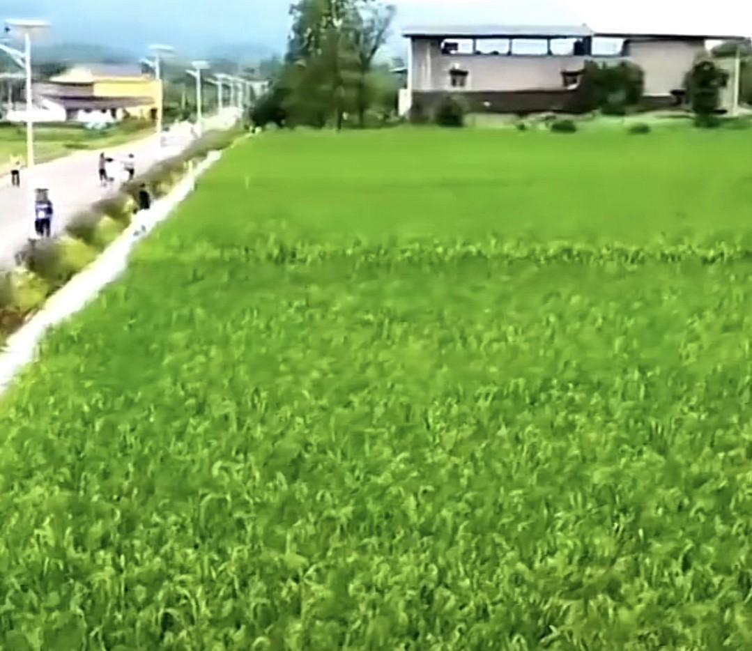 温州一公司，
种出2米多高的水稻，
关于大家最关心的“产量少”问题，
公司做出了