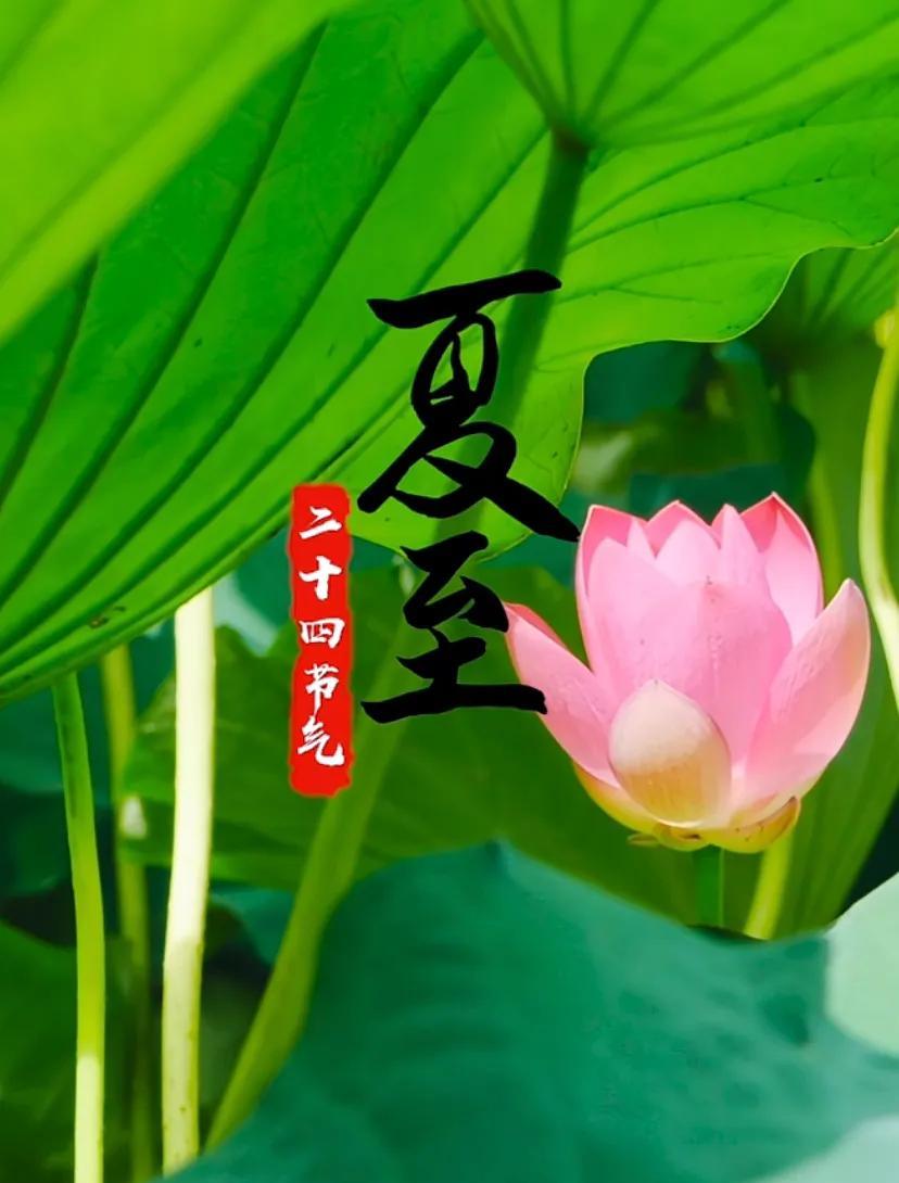 夏日清凉，荷花与蜻蜓相伴，自然之美
2025，6月25夏至节气、夏至安康！