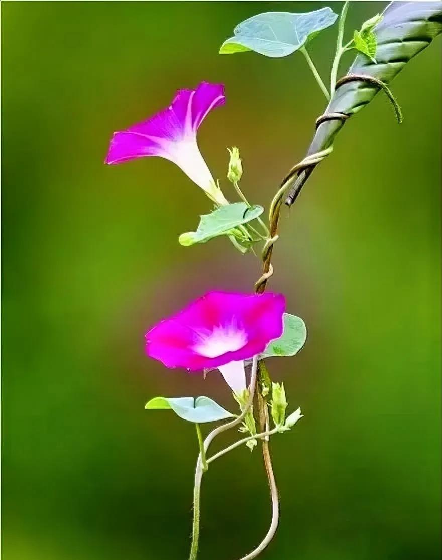 嫁错了就可能是一生都错了
浙江男子阿强与妻子阿花在同一家公司上班，因怀疑妻子阿花