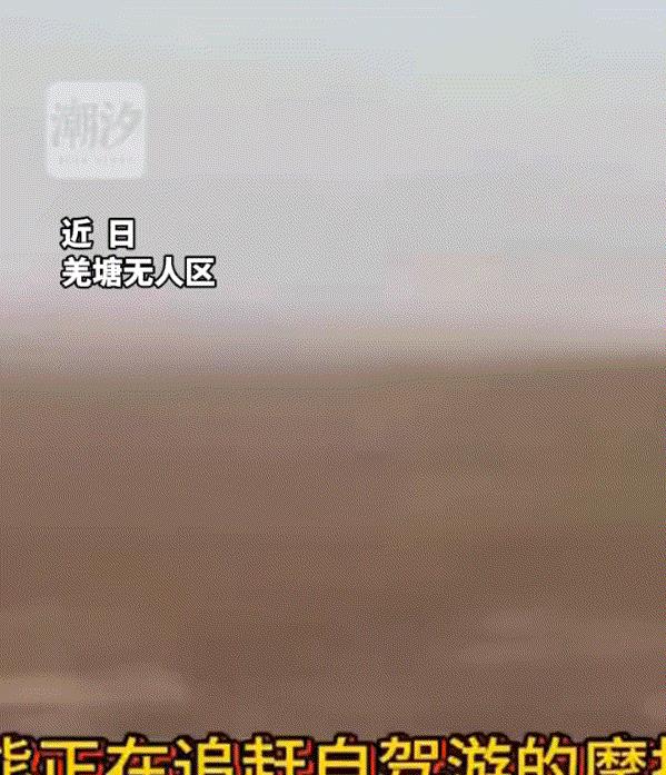 一大哥开着车进入无人区，途中大哥便看到一名男子站在无人区路边向他招手，于是大哥赶