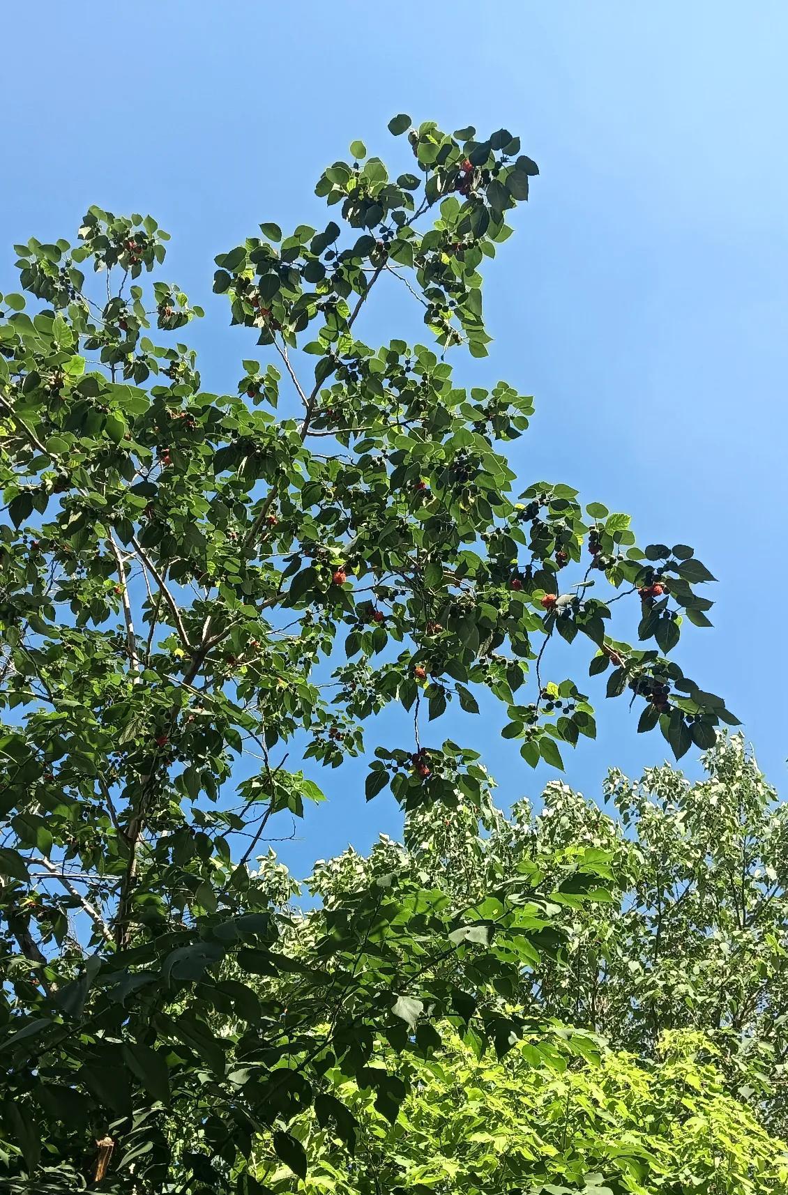 人间清醒，这才是好儿媳！
一位儿媳说，我上班婆婆帮忙做饭，婆婆做什么我就吃什么，