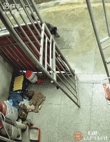 自从狸猫产了小猫咪之后，隔壁老王家的大黑狗就老是前来骚扰。每次狸猫妈妈都会对其毫