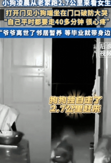 太有灵性了！6月10日，四川，女生凌晨1点准备睡觉，突然听到门外有狗狂叫，她起初