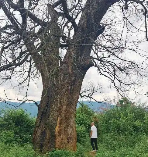“纯属巧合？”江西赣州，一棵三四百年的古樟树突然枯死，巧合的是，同一时间，多个村