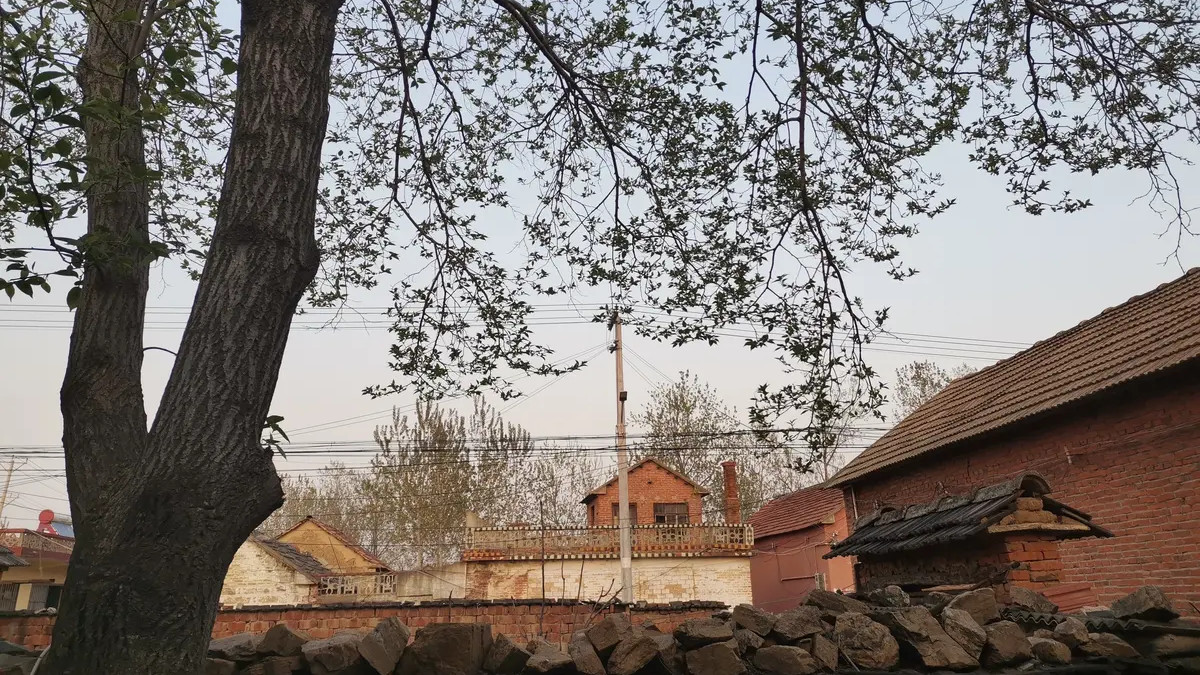 药香伴春归，农村大伯炮制“腰突”草药忙不停