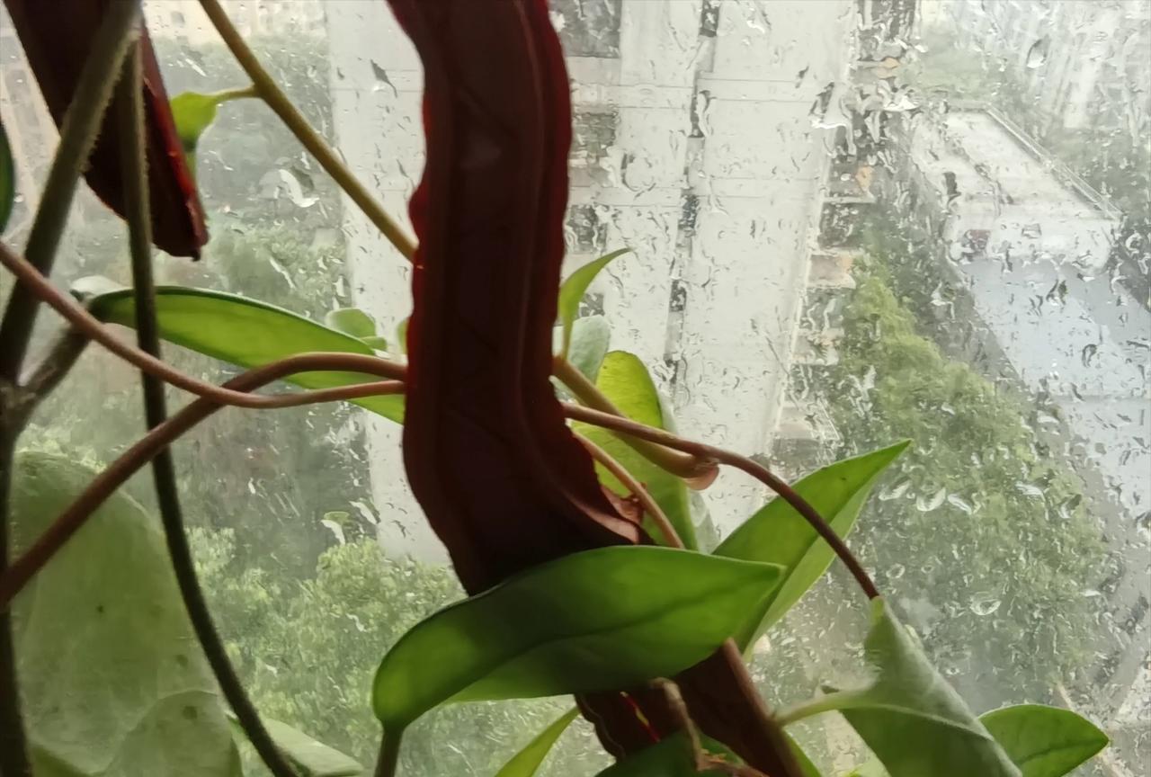 天像破了一样，从上午到现在，大雨小雨中雨，不停在下。
如果出去，哪怕打着伞，不到