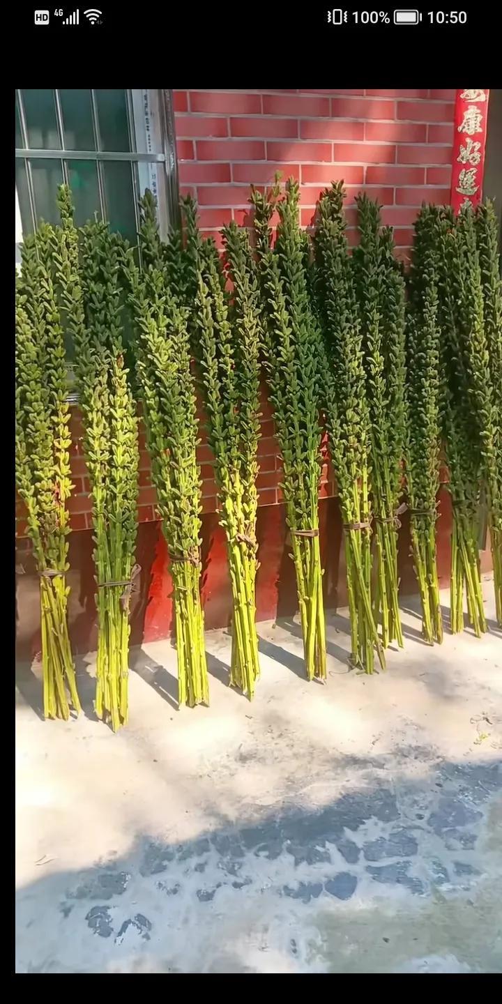 吃着香好多人不知道这是什么植物，我拍个照片，问了好多人城市年青人，这捆的一把一把