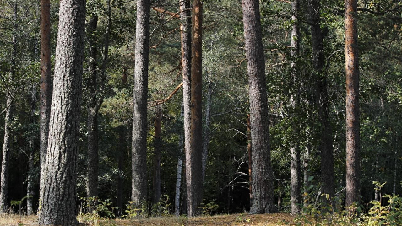 可印刷高透格拉辛纸及黄牛皮纸复合袋防潮防油防静电可降解包装袋