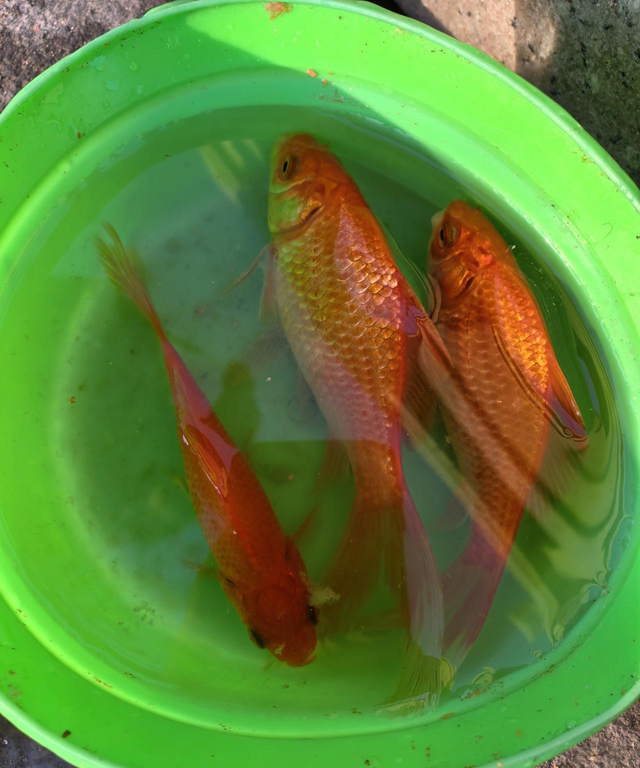 不是大鱼不咬，是被钓没了。那就换细线小钩，钓小鱼钓红锦鲤玩，一个早晨收获3条。