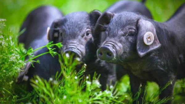 森澳达｜黑猪产业蓬勃发展：规模化猪场如何实现差异化竞争？