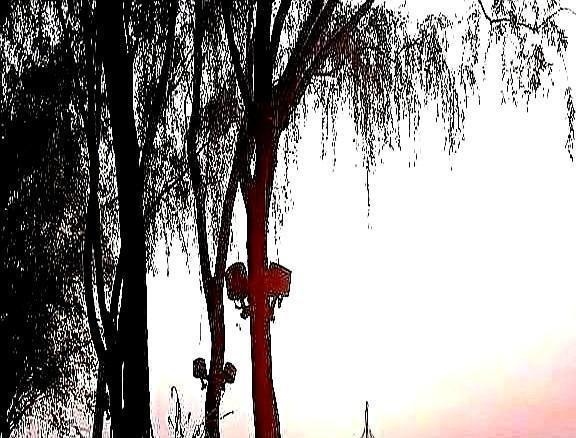 【爆点开头】西装革履蹲芦苇荡，领带扎额头换拖鞋——昨天滹沱河惊现打工人行为艺术天