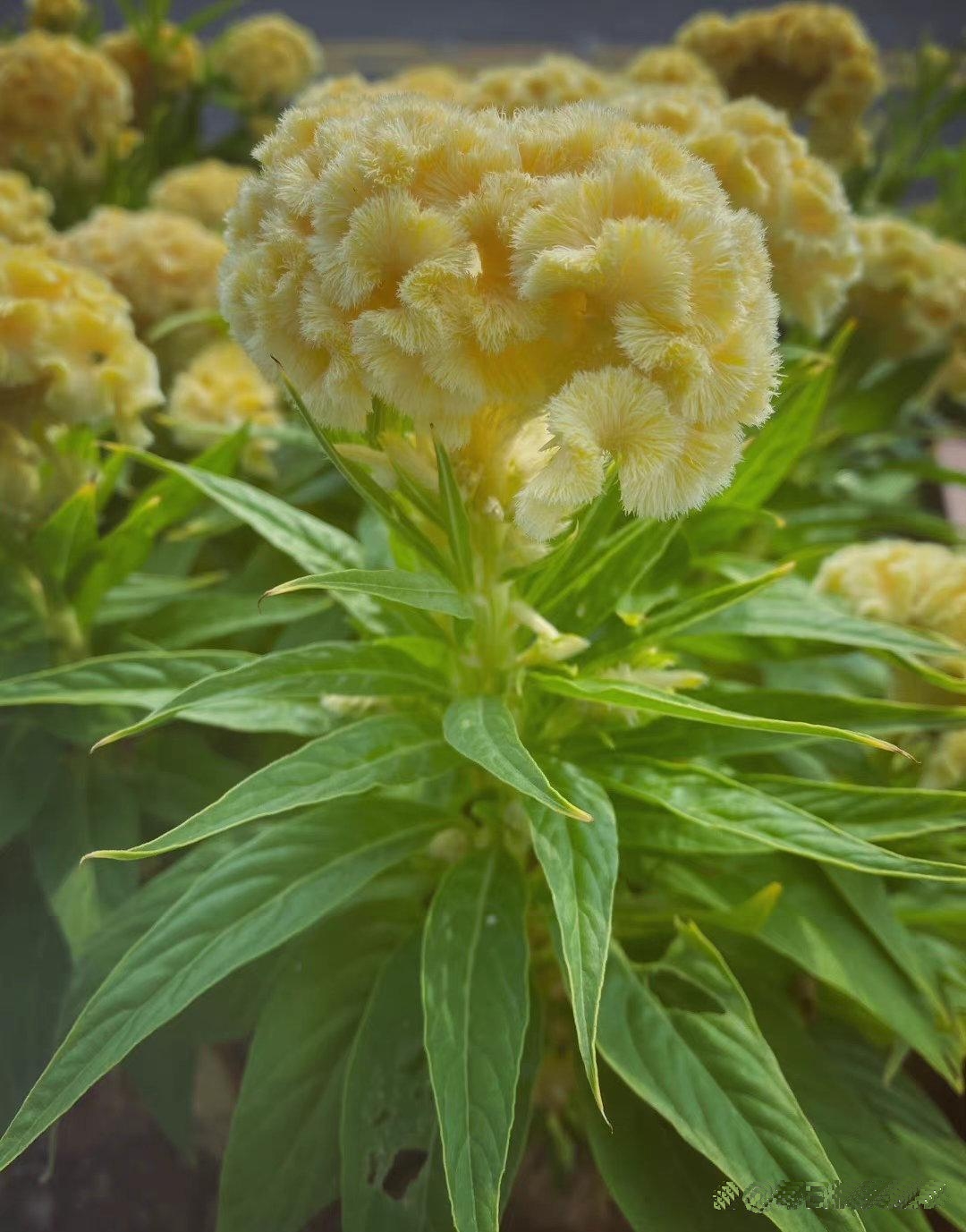 这应该是很少见的黄色鸡冠花~