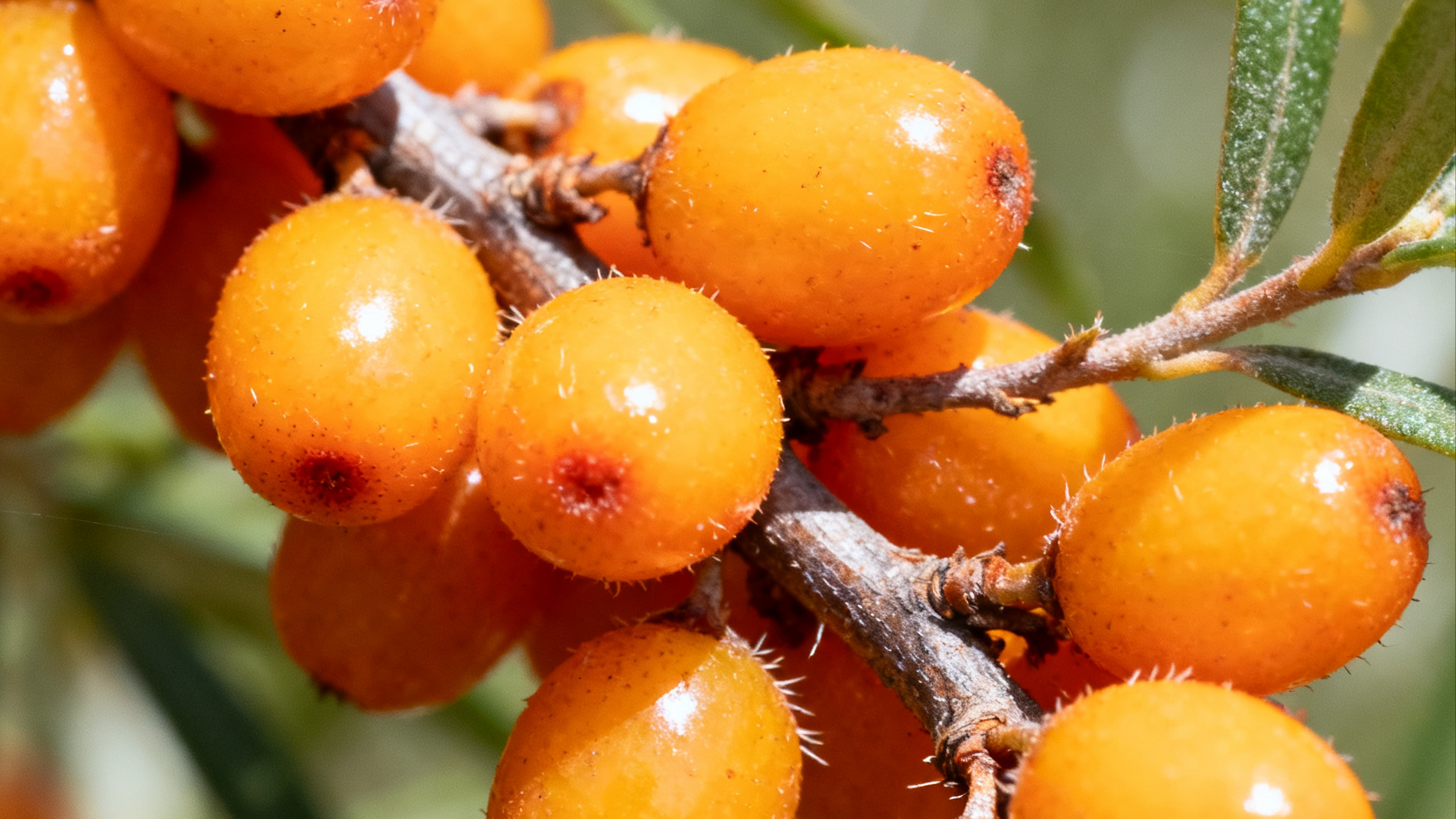 沙棘：橙黄之境，酸甜之巅