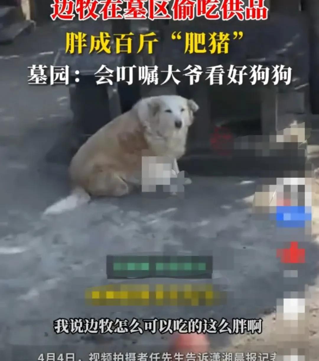 江苏苏州，一位负责墓园管理工作的老人养了一只边牧狗。清明节前后，公墓有很多祭祀用