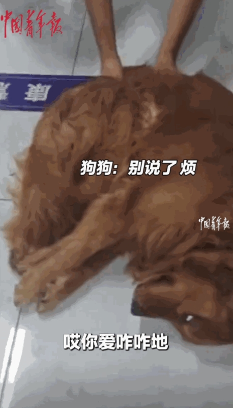 “笑不活了！”7月21日，辽宁沈阳，主人带金毛去医院检查身体，不料，金毛为了躲避