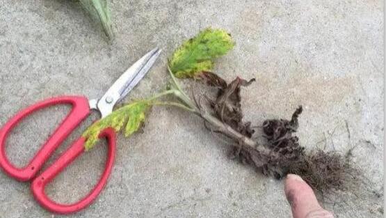 菊花苗种植后茎秆变黑的原因是什么