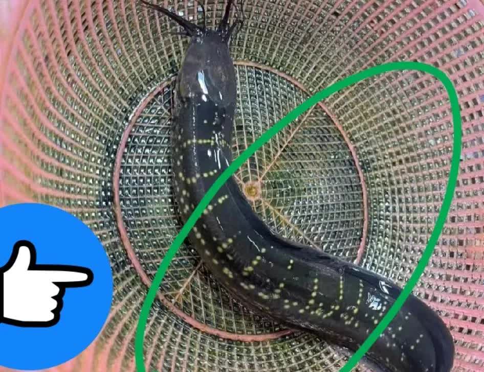 大哥去野钓，钓到这样一条鱼，我从来没见过这样鱼，家人们你们见过吗？